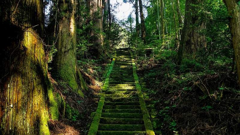 森の中の上へ続く階段
