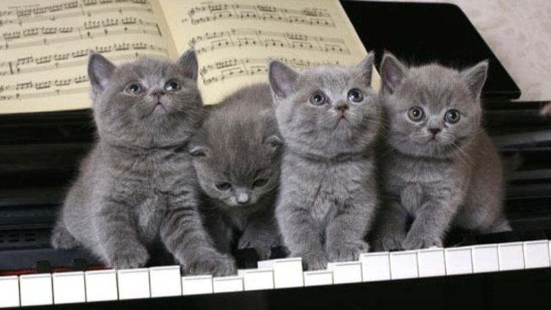 ピアノの上にのる猫